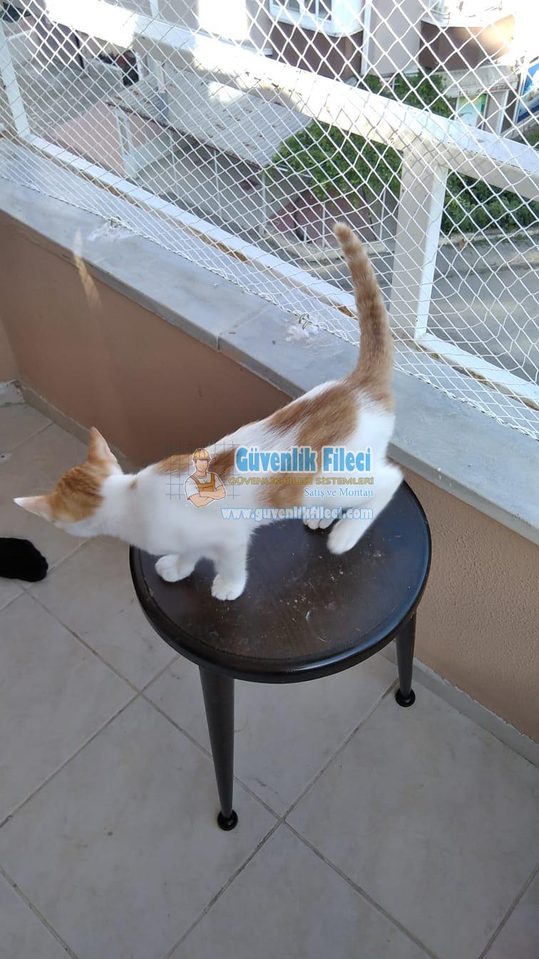   Kedi Koruma Filesi 0530 638 19 79