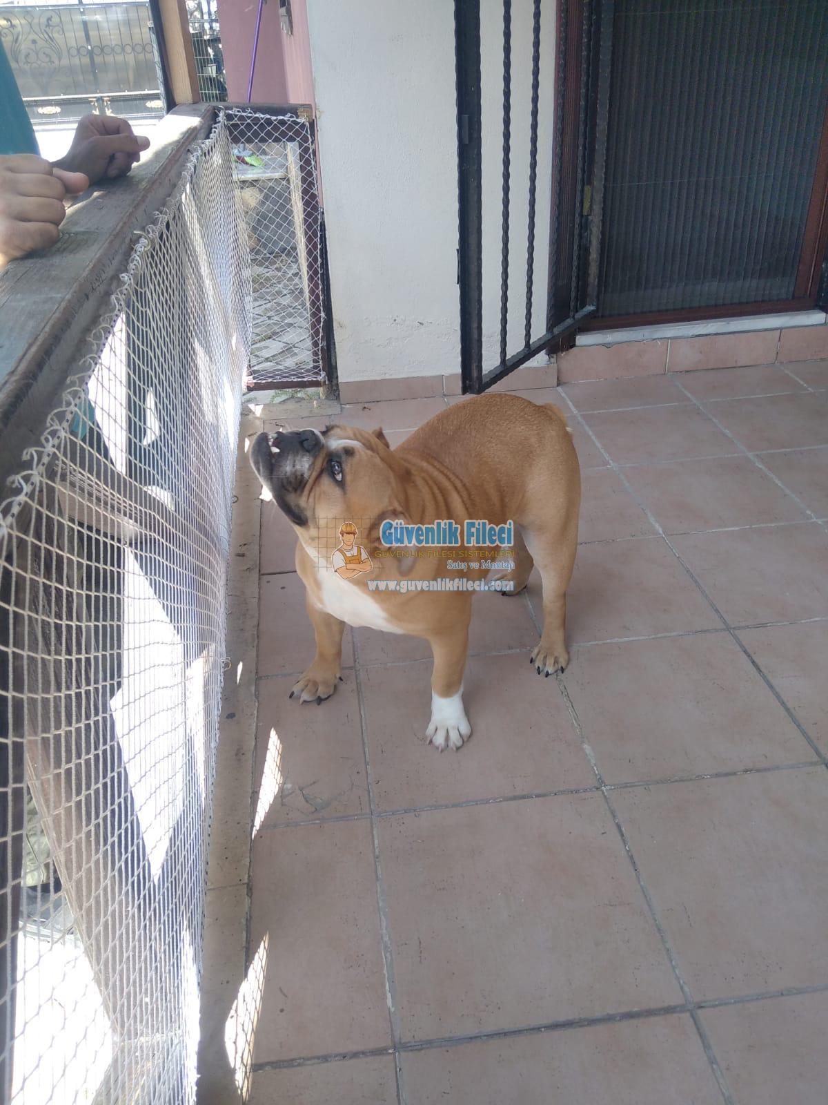   Evcil Hayvan Filesi Çocuk Filesi Kedi Filesi Balkon Filesi 0530 638 19 79